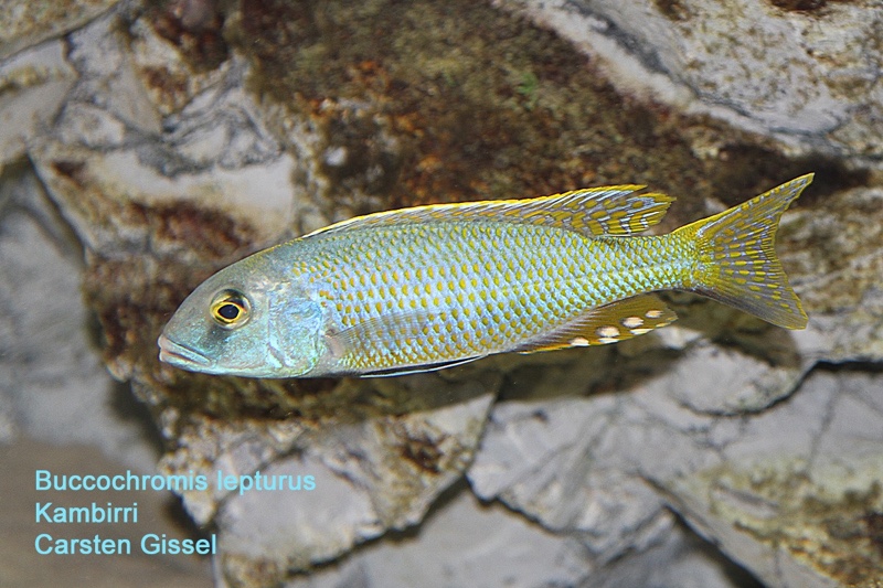 Buccochromis lepturus 'Kambiri'